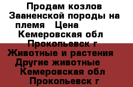 Продам козлов Зааненской породы на племя › Цена ­ 4 000 - Кемеровская обл., Прокопьевск г. Животные и растения » Другие животные   . Кемеровская обл.,Прокопьевск г.